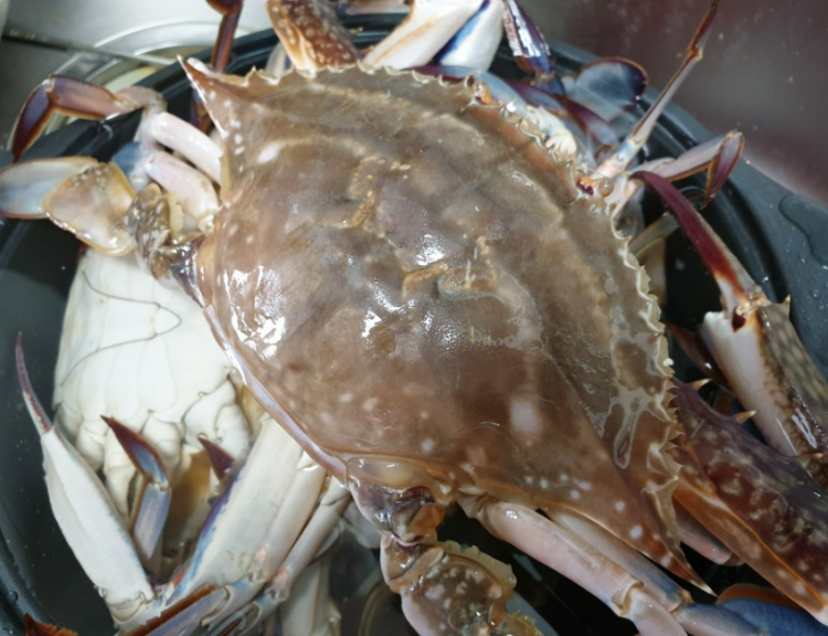 소래포구 꽃게 등딱지