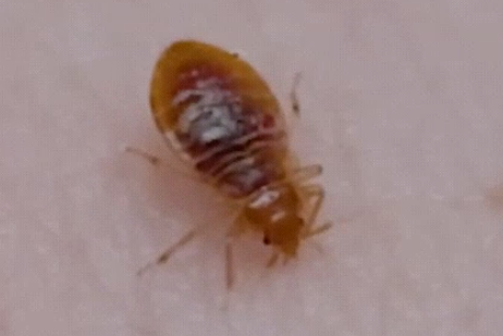 빈대 퇴치 방법