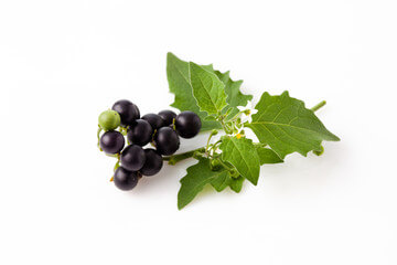 까마중 효능과 부작용&amp;#44; 안토시아닌이 풍부합니다. 그래서 효능이 매우 다양한데요. 까마중을 모르는 사람들도 많이 있습니다. 포도알처럼 생겼지만 까마중은 혈관부터 피부까지 효능이 매우 다양합니다. 블루베리보다 항산화 효능이 높은 까마중은 무엇일까요?