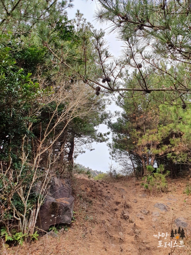 높은 오름 탐방로