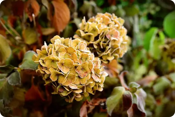 장생포 수국축제