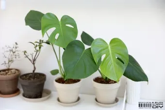 화분 잎타는 현상 예방 차광커튼 시간대조절 직사광관리 요령_11