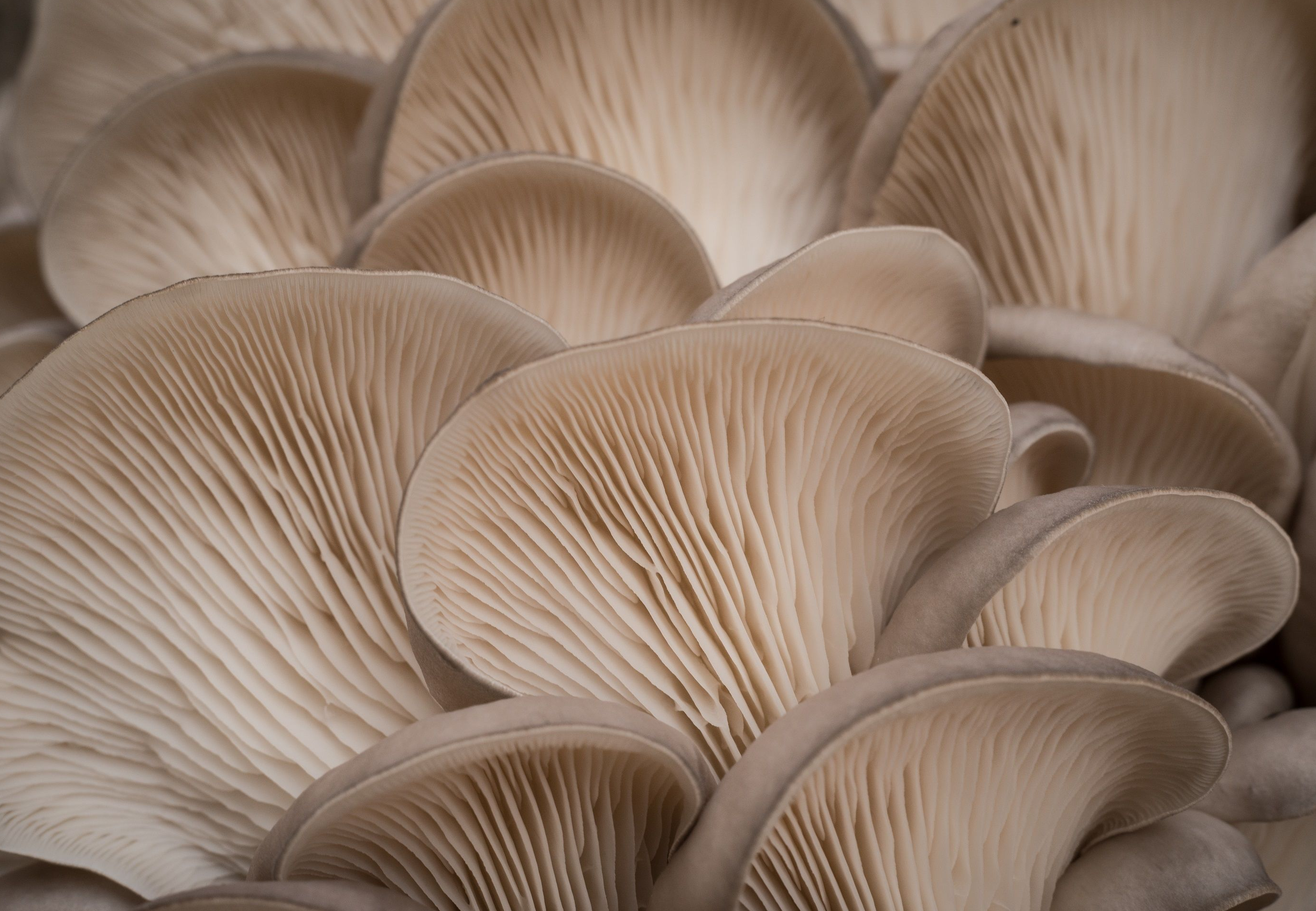 느타리버섯 효능