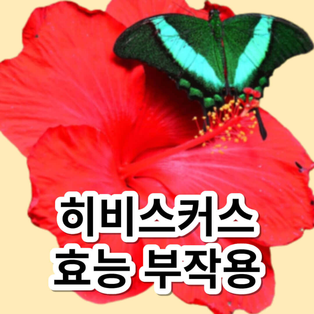 히비스커스 부작용