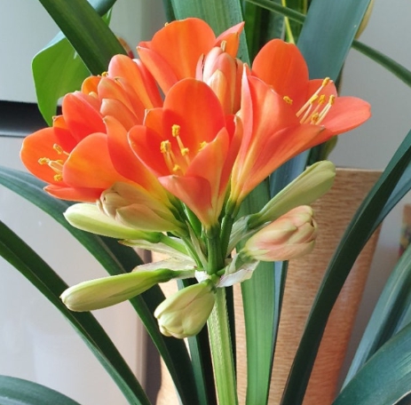 겨울 꽃 군자란