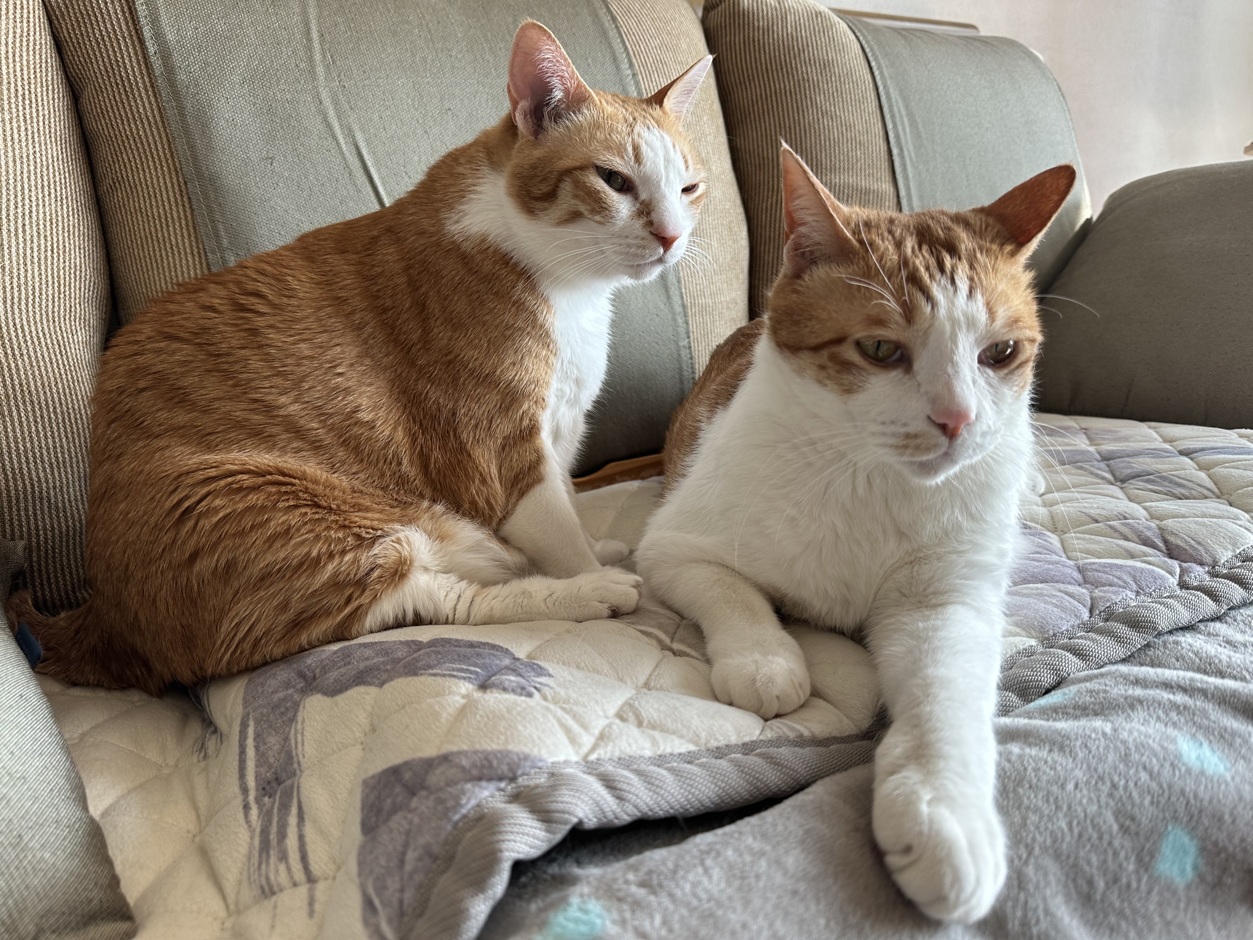 형아랑 놀고 싶어서 머리까지 깨물었지만...(feat.잔뜩 실망한 막둥이)