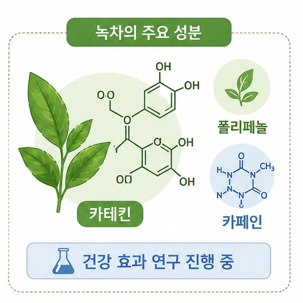 녹차에 들어 있는 카테킨과 폴리페놀, 카페인을 보여 주고 건강 관련 효과에 대한 연구가 계속되고 있음을 설명하는 그림
