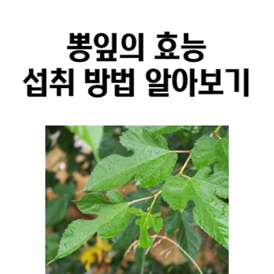 뽕잎의 효능과 섭취 방법