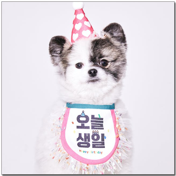 생일인 포메라니안