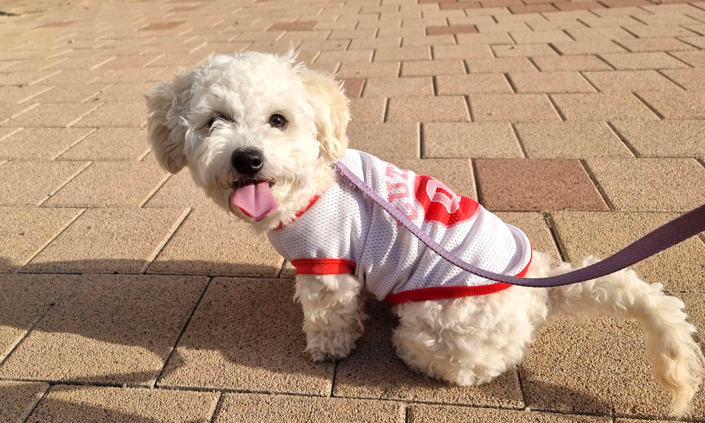 목줄 착용하고 산책중에 잠시 쉬고 있는 강아지