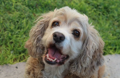 쳐다보는 강아지