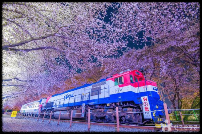 2025 진해 벚꽃 명소 BEST 7 - 인생샷 각도까지 알려드려요.