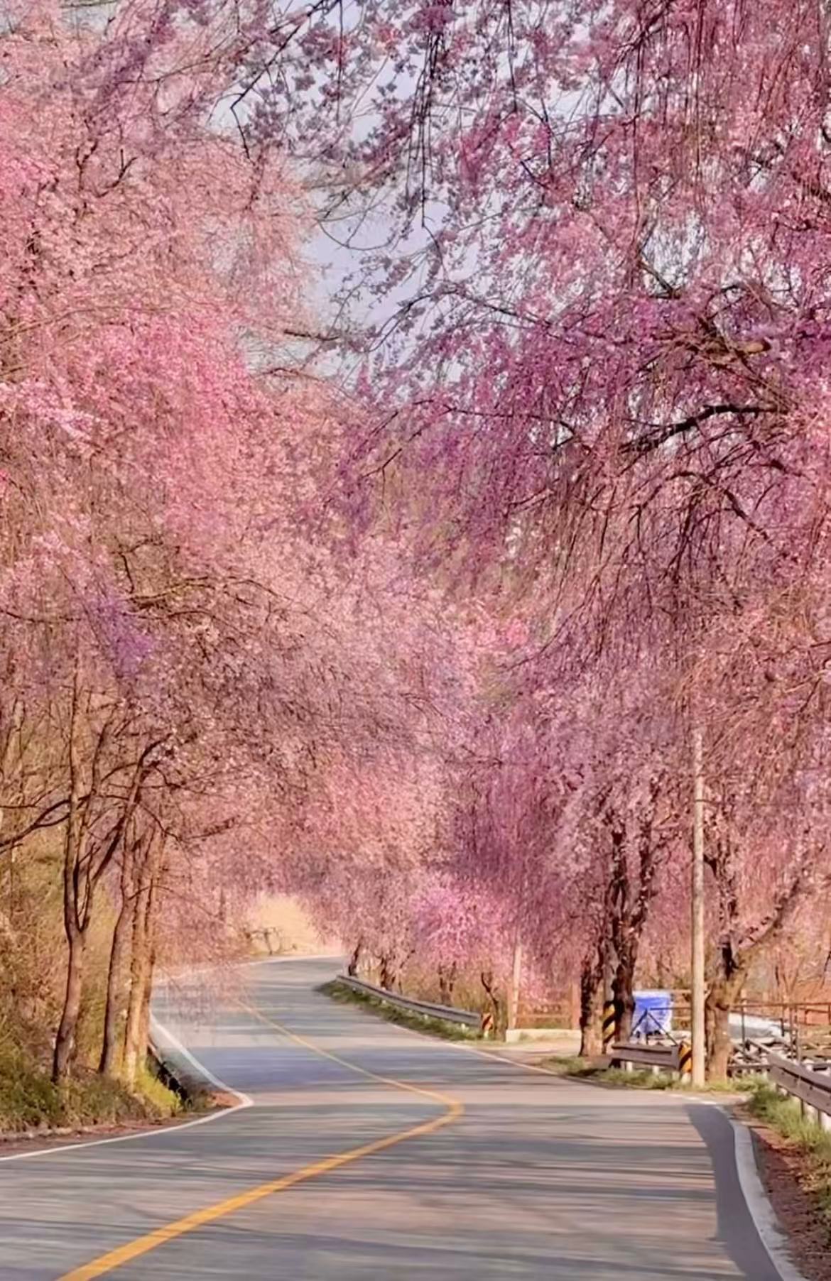 올봄 SNS 난리 난 거창 병곡마을 외 전국 벚꽃 명소 BEST 7 관련사진