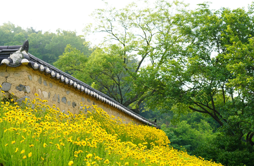 제주 vs. 경주 봄 여행 비교: 풍경, 숙소, 맛집