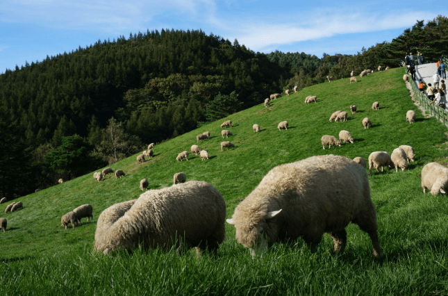 대관령양떼목장