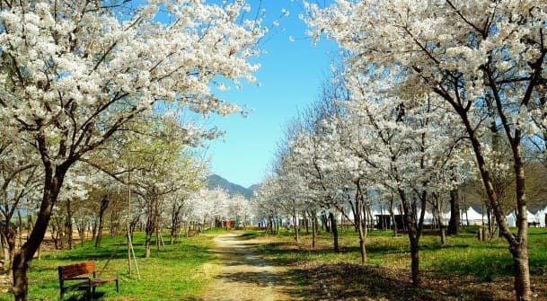 봄 캠핑의 매력! 벚꽃과 함께하는 힐링 캠핑장