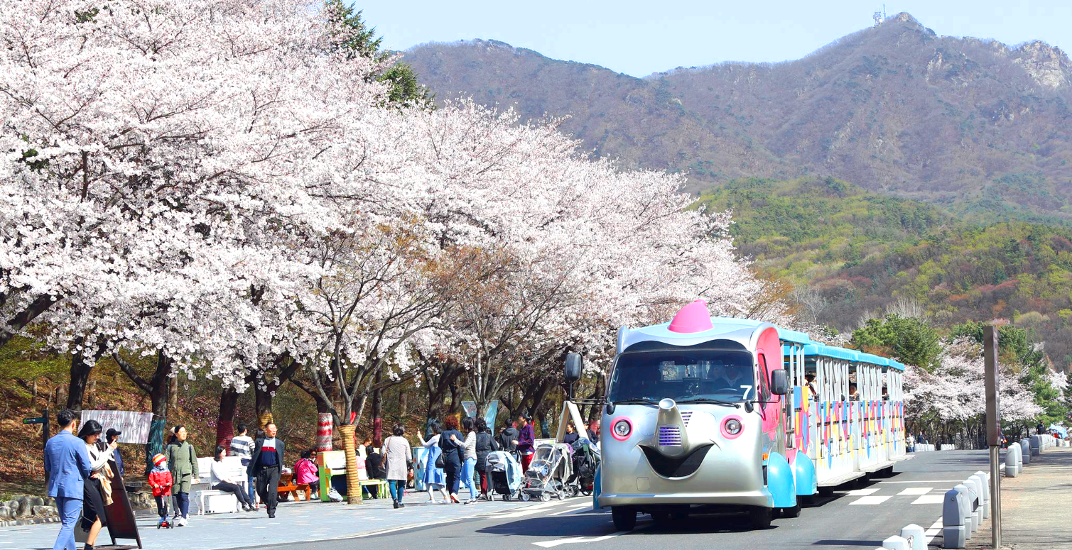 벚꽃축제
