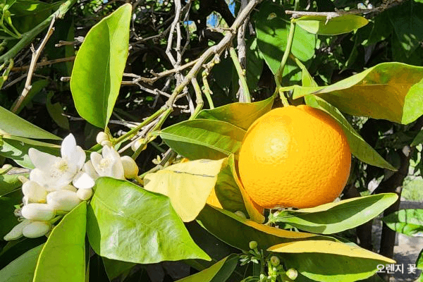오렌지꽃
