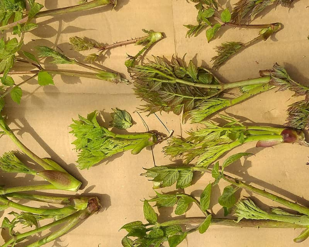 한국에서 가장 맛있는 두릅 산지의 특징 (재배 환경, 맛 차이, 추천 품종)