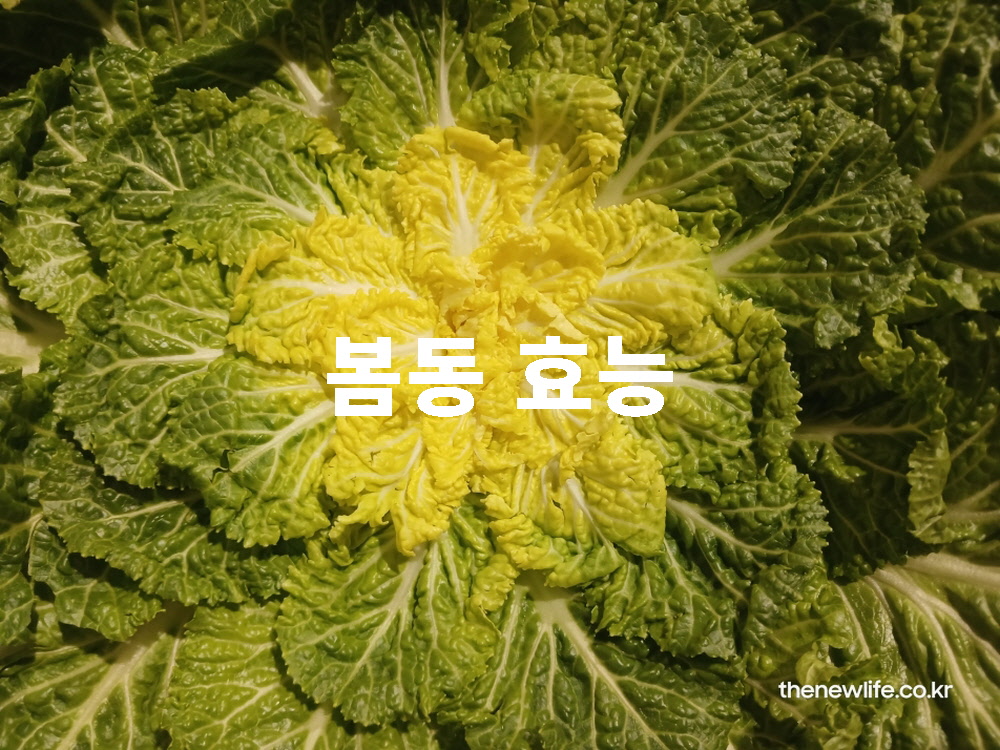 봄동 효능 글자가 적힌 싱싱한 겨울 제철 봄동 썸네일
