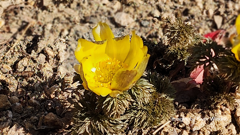 복수초(福壽草),측금잔화(側金盞花),설연화(雪蓮花)