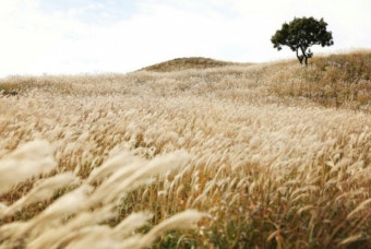 황매산 억새축제