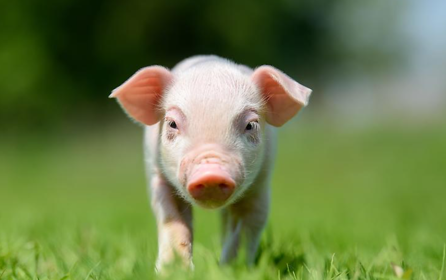 2024년 돼지띠 운세 