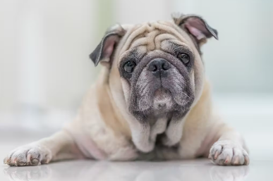 늙은 개가 기운이 없는 원인 심장 질환.