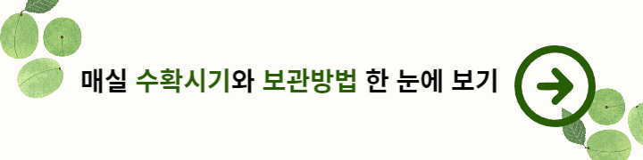 매실장아찌 만드는법