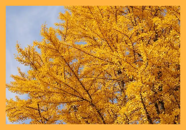 문광저수지 은행나무길