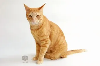 코리안 숏헤어 가격 성격 무료분양 털빠짐 수명 키우기 종류_2