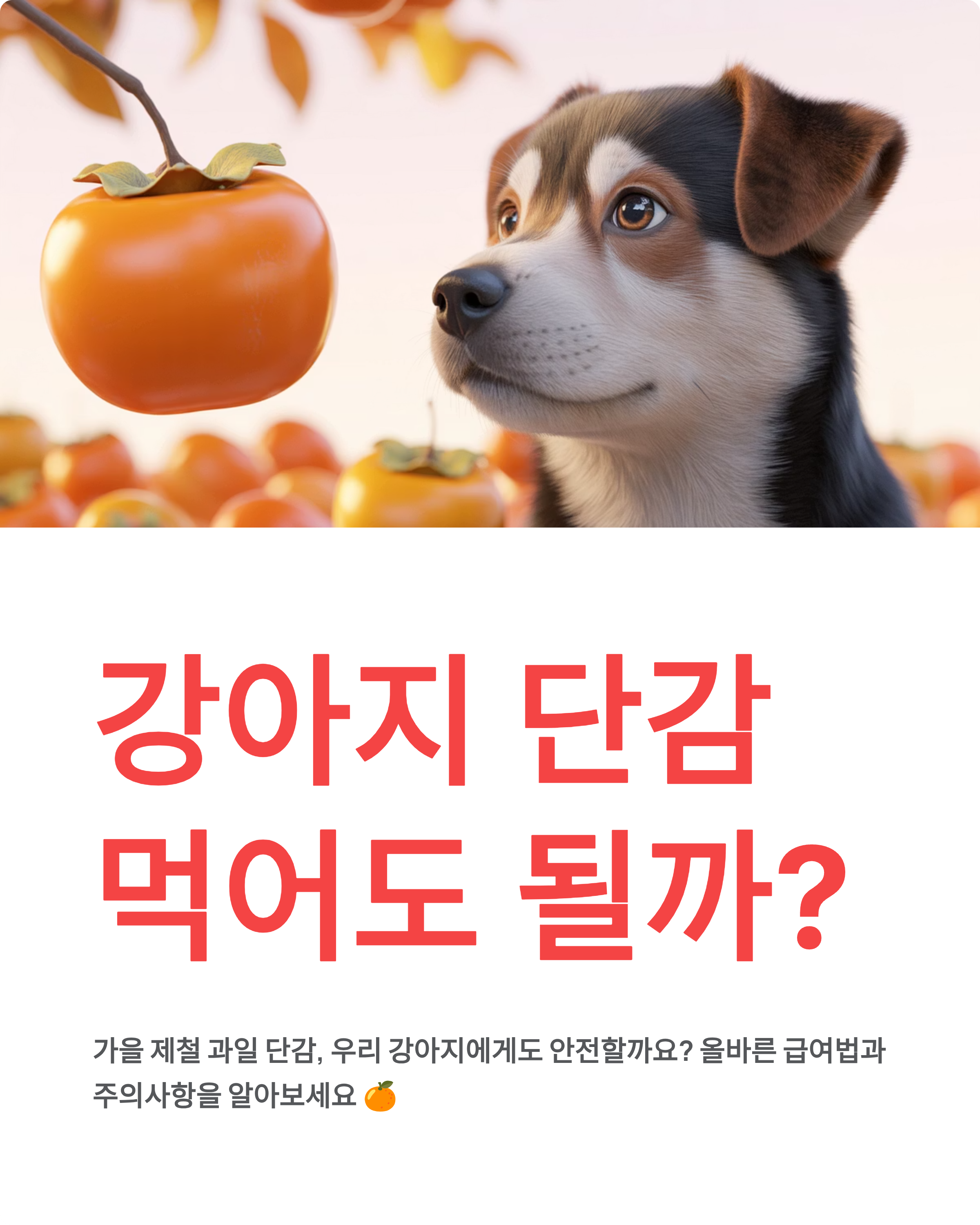 강아지 단감 먹어도 될까? 안전한 급여법과 주의사항 완전 정리 🍊