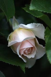 곡성세계장미축제