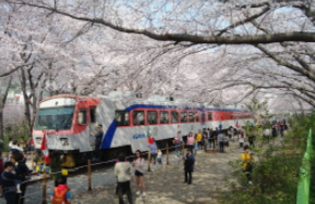 아름여행사 벚꽃 여행 당일치기 여행