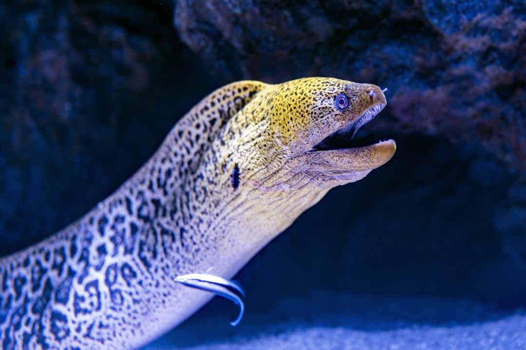 Eel 뱀장어