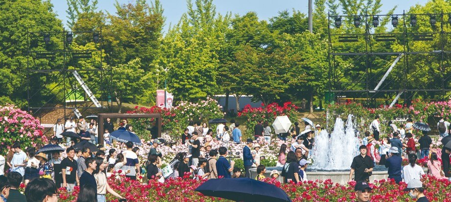장미 축제