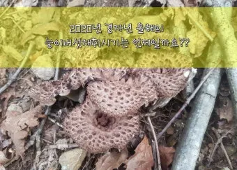 능이버섯 채취시기 산행 정보를 정리_30