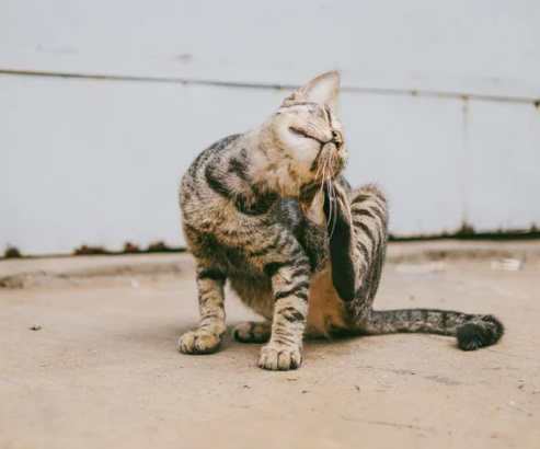 고양이 링웜 증상, 원인, 치료, 예방 총정리 원형탈모 무슨일?