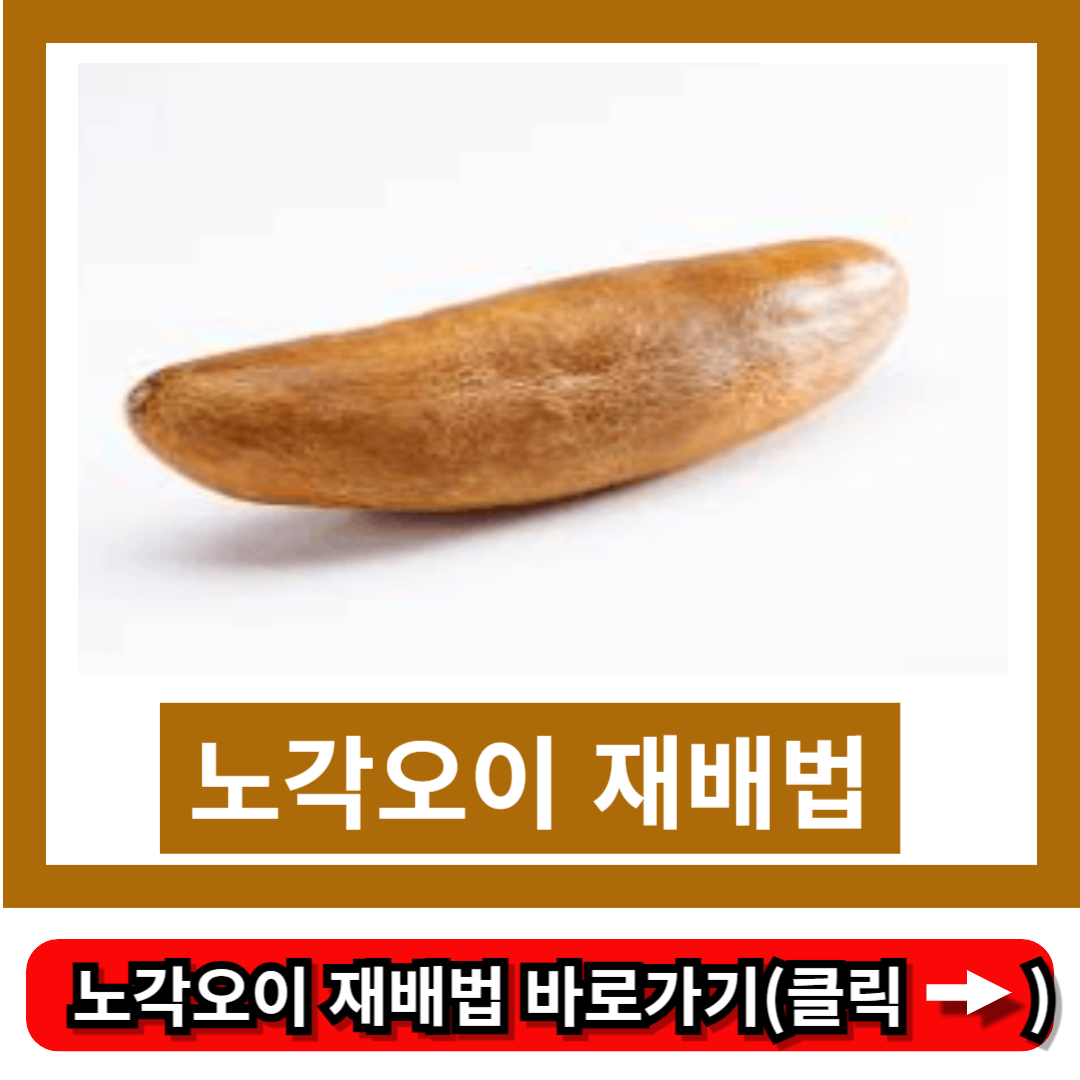 노각오이 재배법