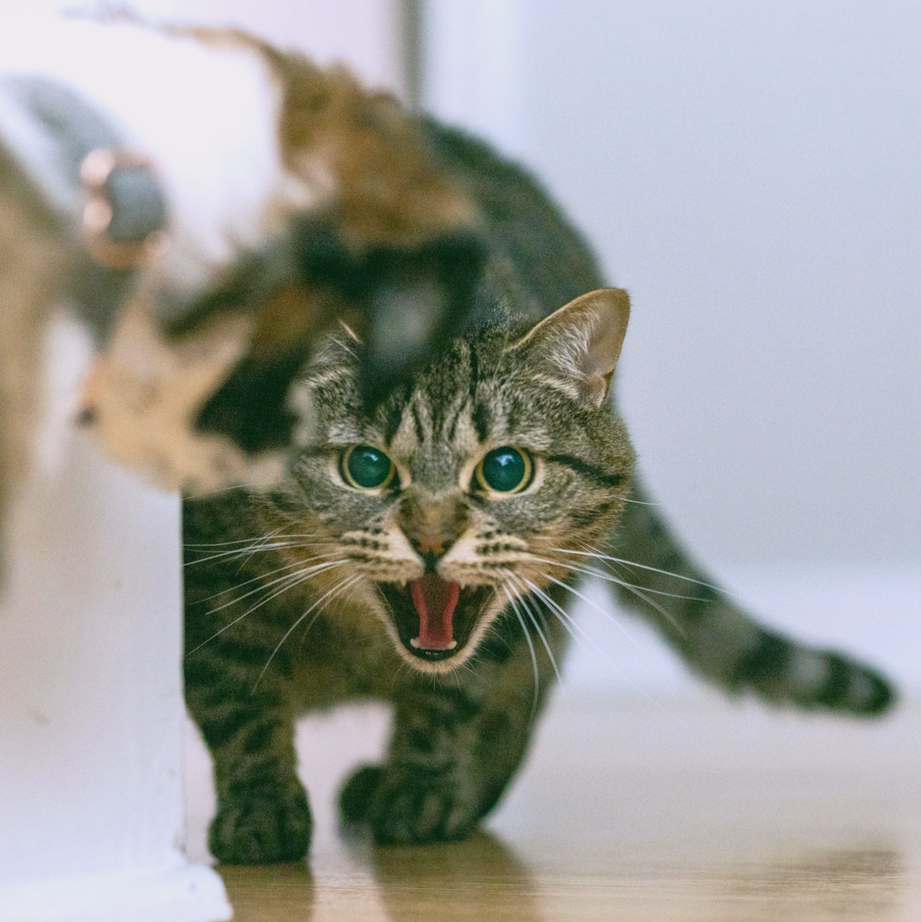 특정 공간에서만 나타나는 불안 행동(숨기&middot;울음&middot;경계)의 진단 기준: 감각&middot;환경&middot;기억 요소로 분석한 보호자 가이드