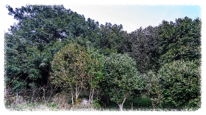 고흥금탑사 비자나무숲