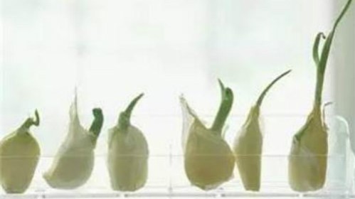 마늘싹