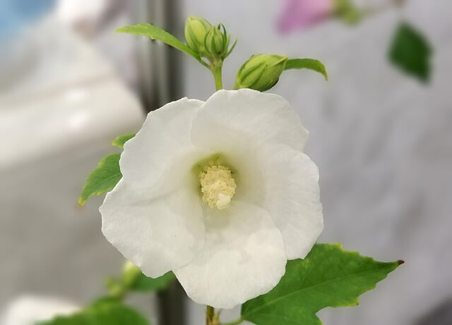청와대 관람 신청