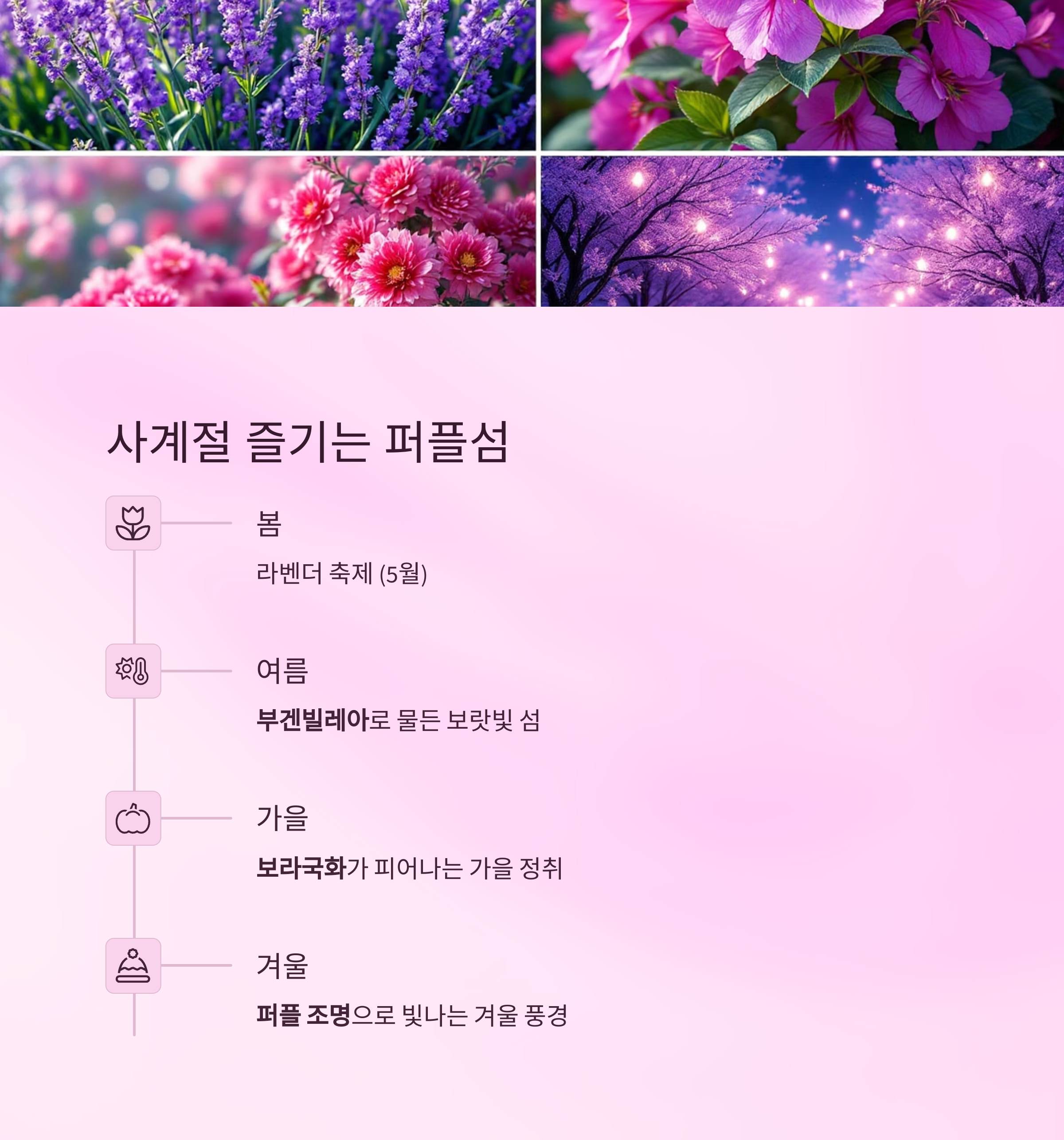 2025 퍼플섬 라벤더 축제, 보랏빛 향기로 물드는 섬 여행