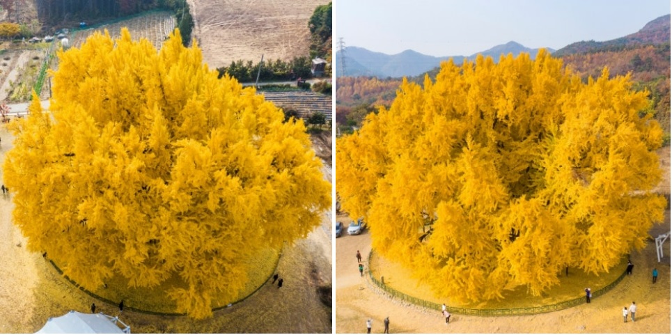 원주 반계리 은행나무