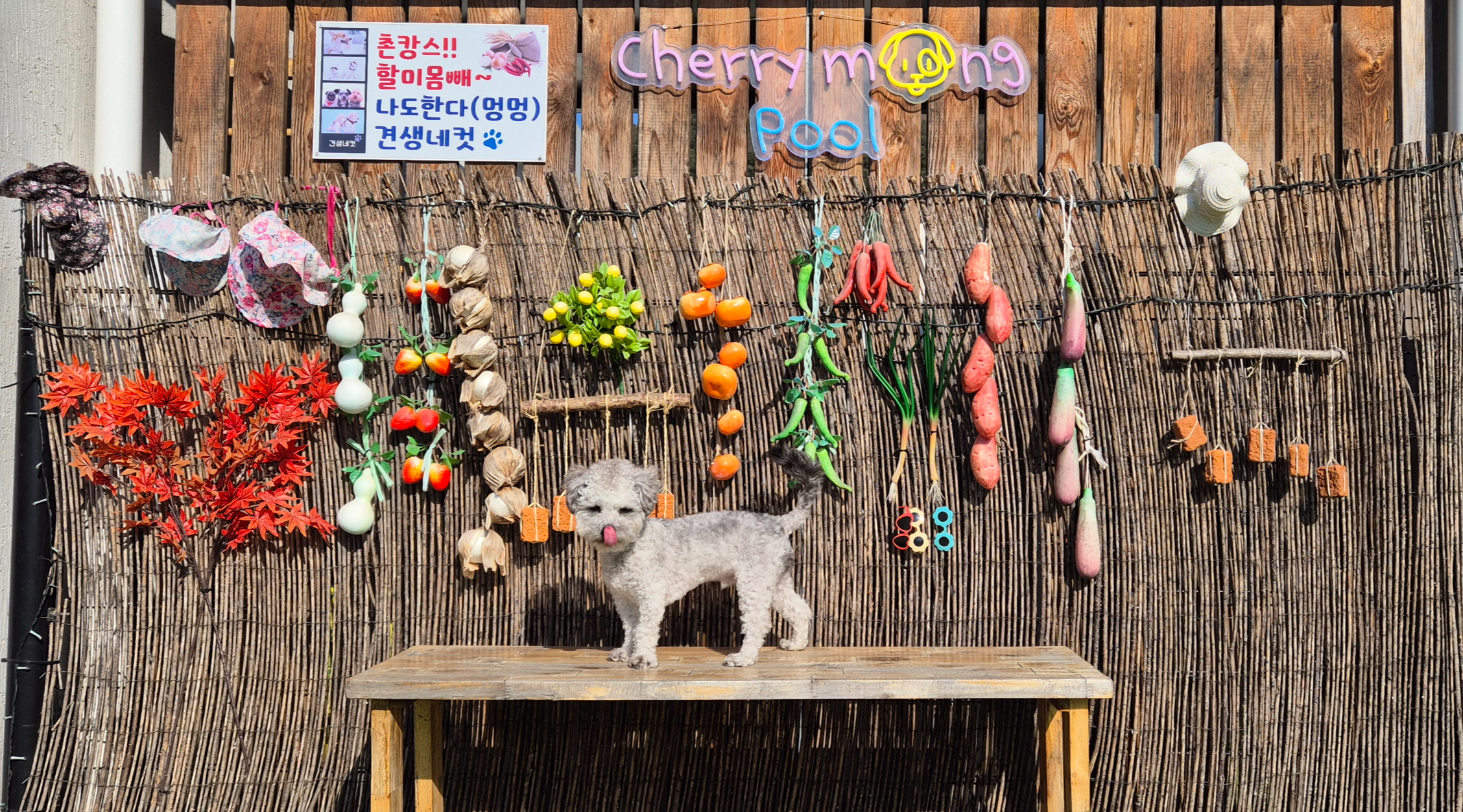 가평 체리몽애견풀빌라
