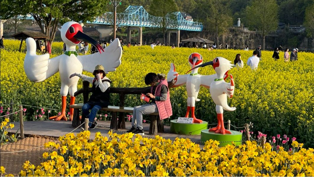 창녕 유채꽃축제.낙동강 유채축제_2023년.행사안내