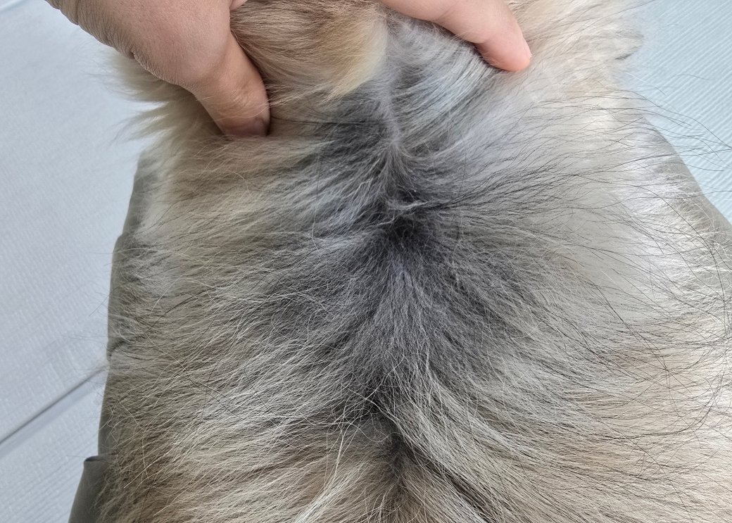 강아지 목덜미의 털을 파헤친 모습