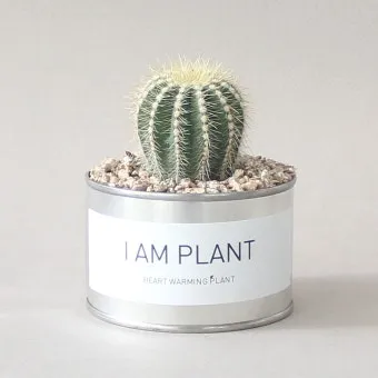 미니 선인장 키우기 물주기 통풍관리 창가배치 귀여운 관리법_14