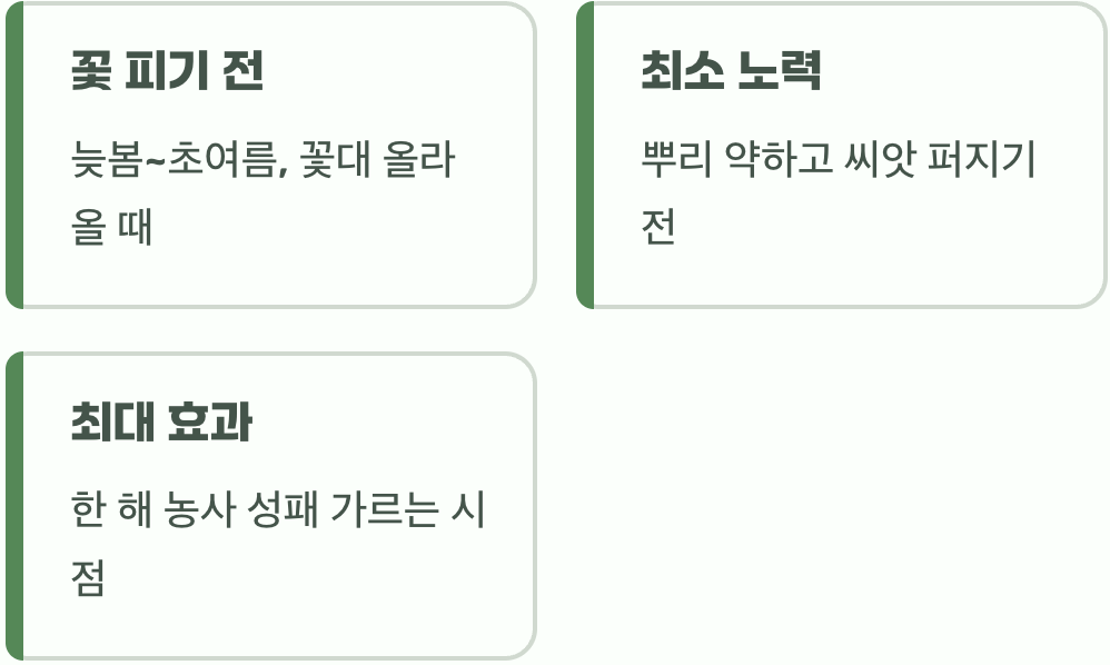 꽃이 피기 전, 바로 지금이 황금 시간